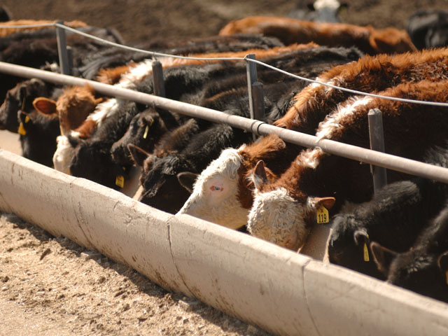 Most evidence suggests 60% to 80% of the nation&#039;s cattle herd is fed a beta-agonist, according to Steve Kay, editor of Cattle Buyers Weekly. (DTN/The Progressive Farmer file photo by Jim Patrico)